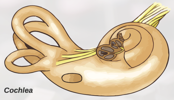 Cochlea diagram