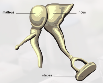 Diagram of malleus and incus