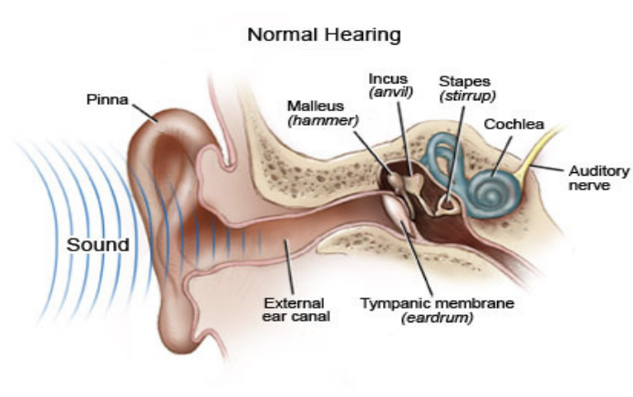 Outer ear diagram showing pinna and ear canal